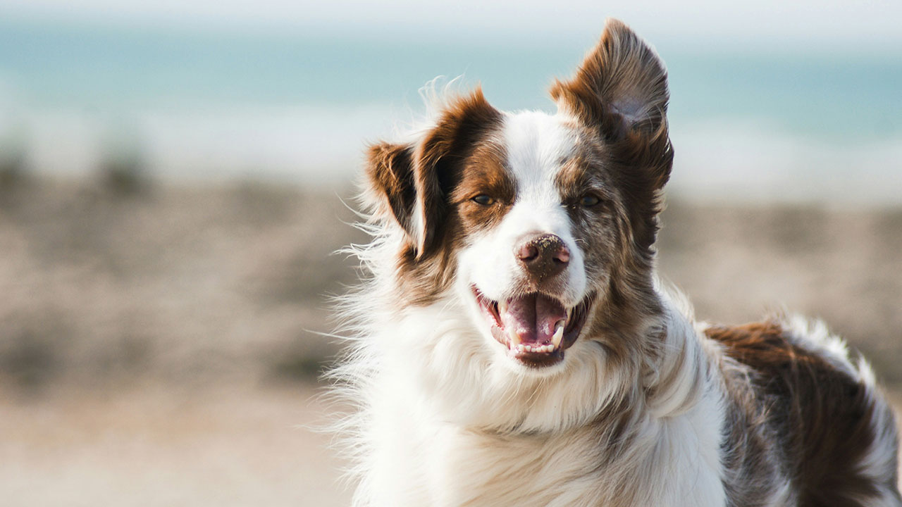 Border Collie am Strand