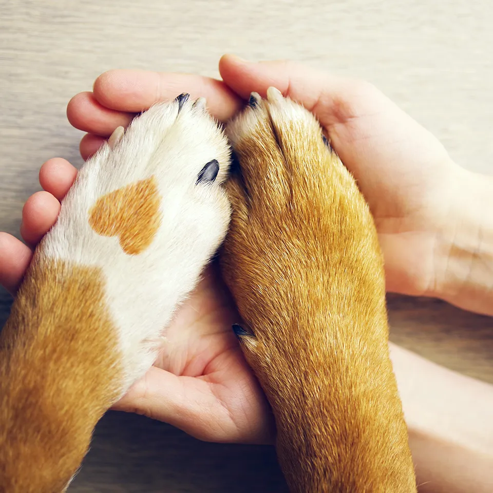 Hundeversicherungen