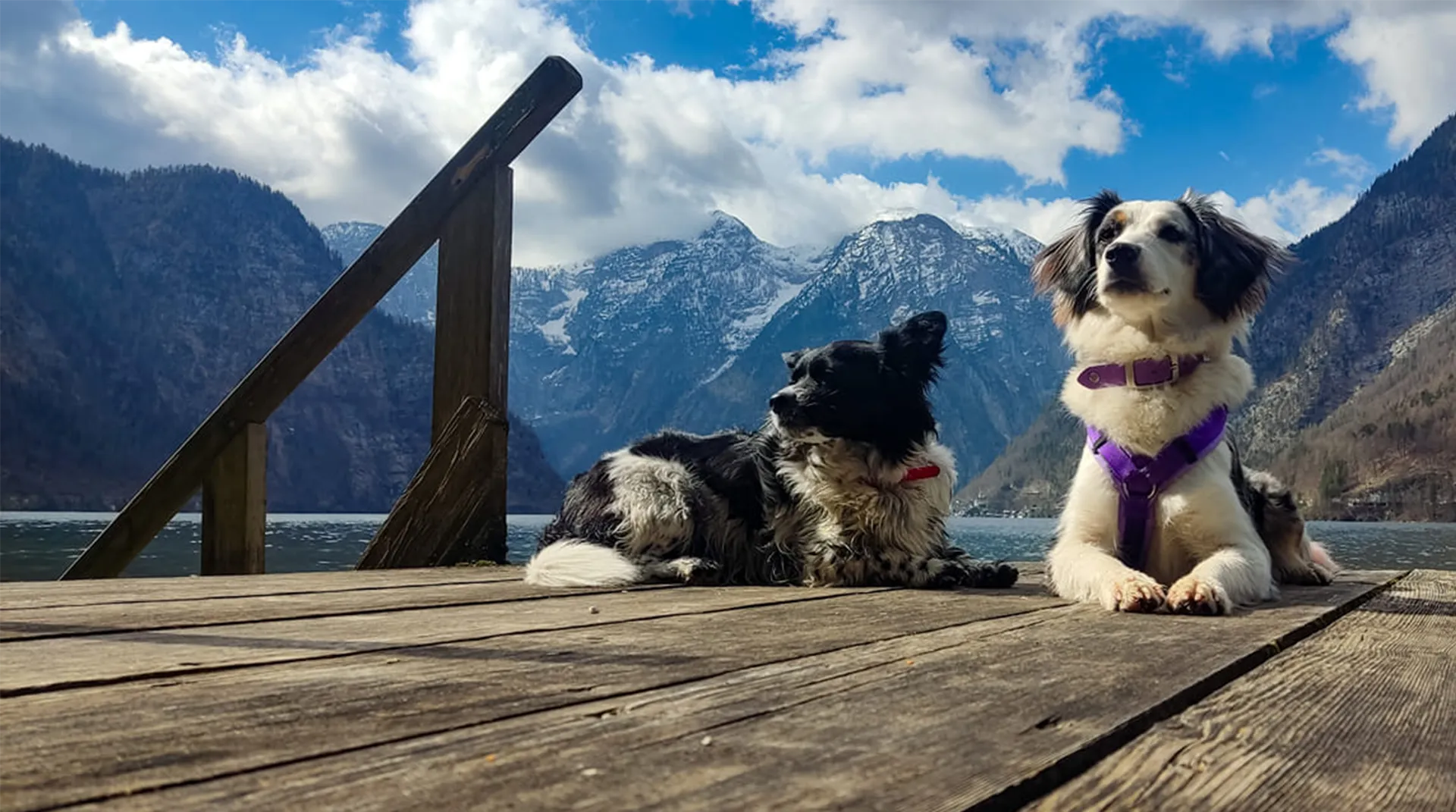 Hunde on Tour - Pfoten Police