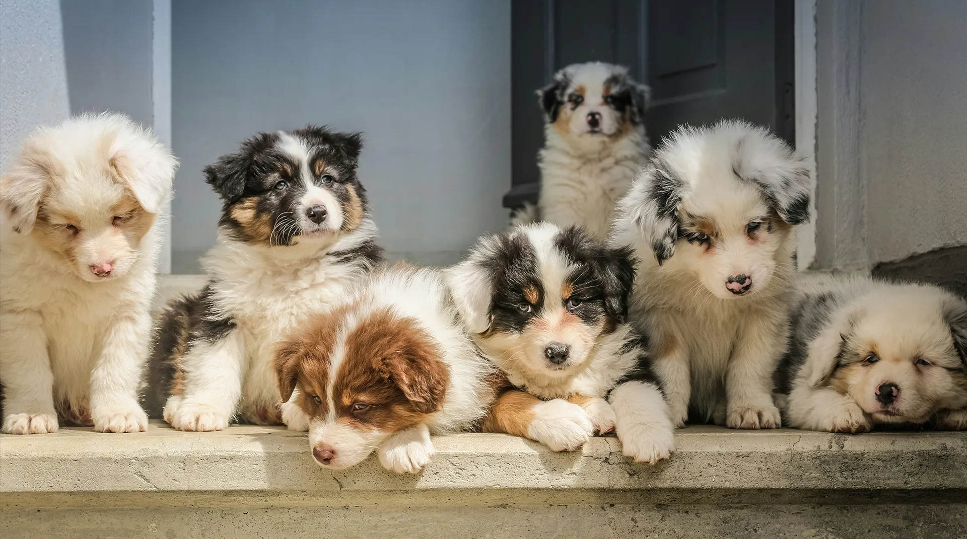 Welpen Community Pfoten Police