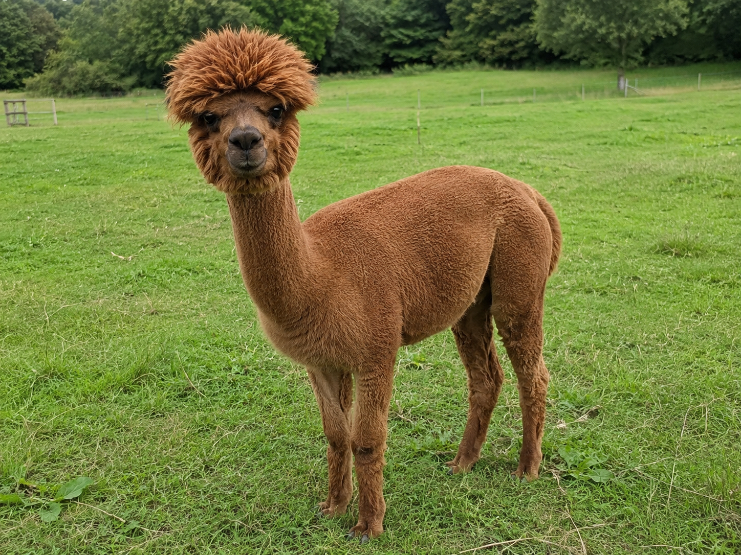Alpaka Herde auf einer Weide